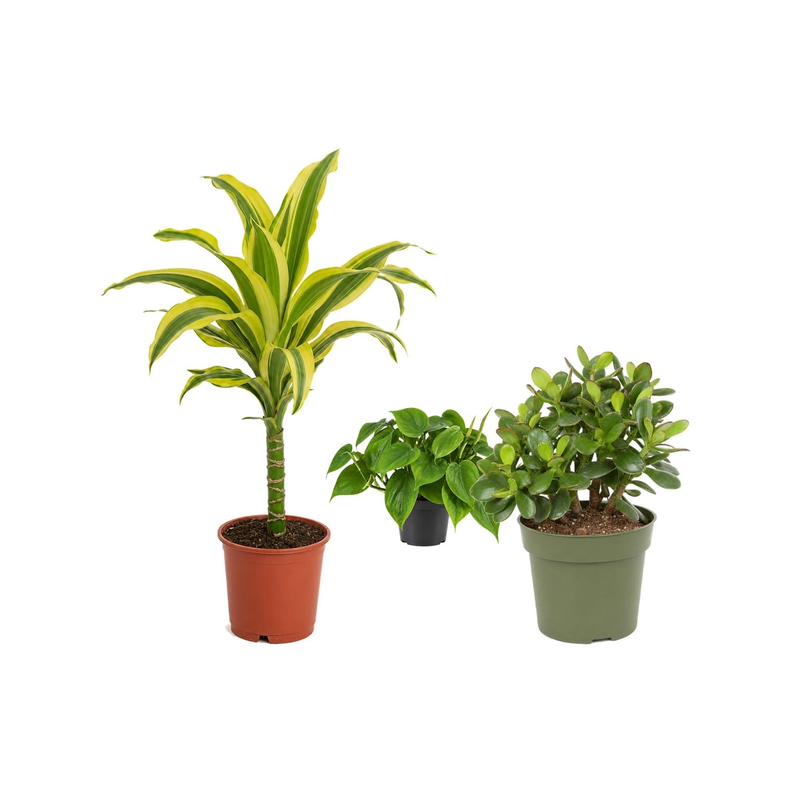 Pack 3 Plantas Naturales para Decorar Interiores DECOALIVE