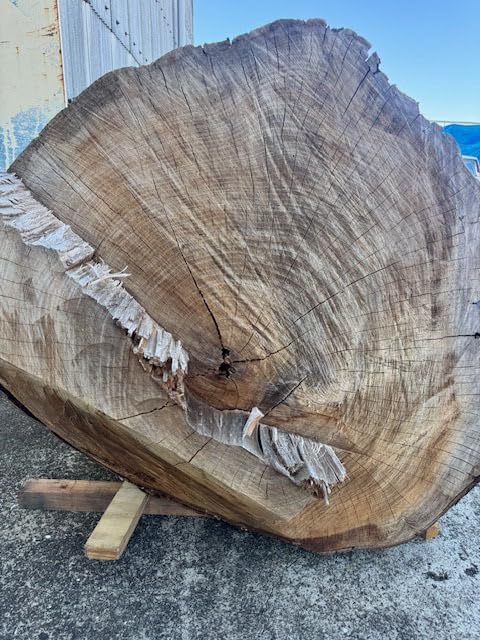 5-228 Wood Sho) Namewood, Keyaki, Super Huge Log, Raw Wood, 36.6 inches (930 mm) (Length 74.8 inches (1900 mm) x End Opening 36.6 inches (930 mm)