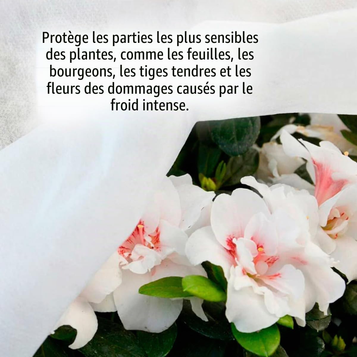 Biotop Tissu Thermique Protecteur Anti-Gel 4 x 5 m 17 g Couverture pour Plantes Arbustes