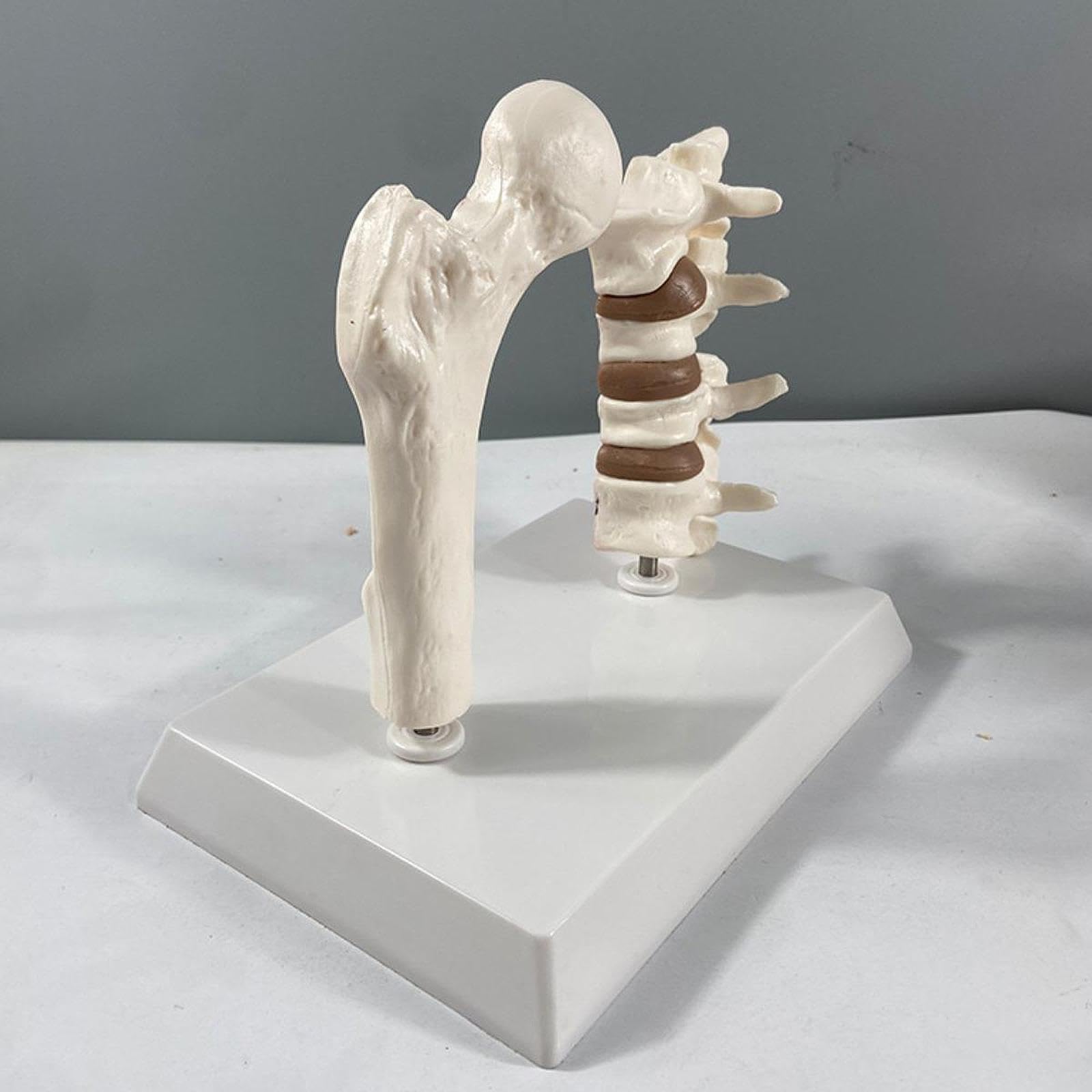 Modelo Portátil de Fémur Humano con Osteoporosis, Esqueleto Educativo con Vértebras, Kit de Aprendizaje de Material de PVC, Adecuado para La