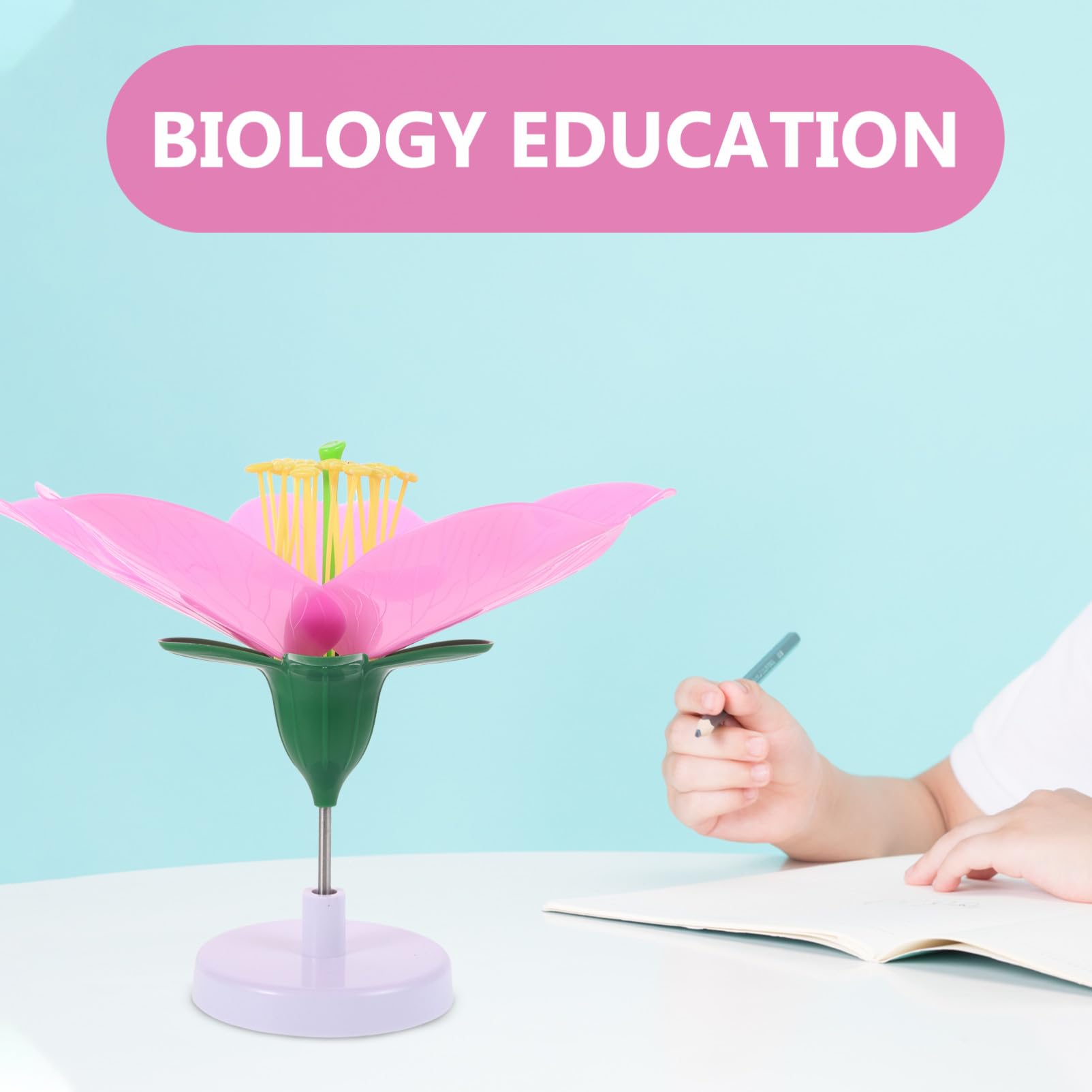 SOLUSTRE Pfirsichblütenmodell Biologie Lehrmittel Realistisch Vergrößert Lehrmaterial Unterrichtsmaterial Für Schüler