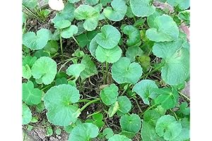 SPADELEAF Edible Pennywort Seeds