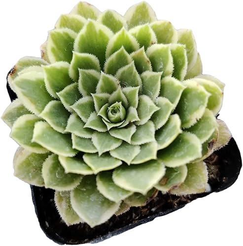 Miniatura 3 de Plantas de cactus suculentas vivas de USKC (maceta de 2 pulgadas) (Aeonium Emerald Ice)
