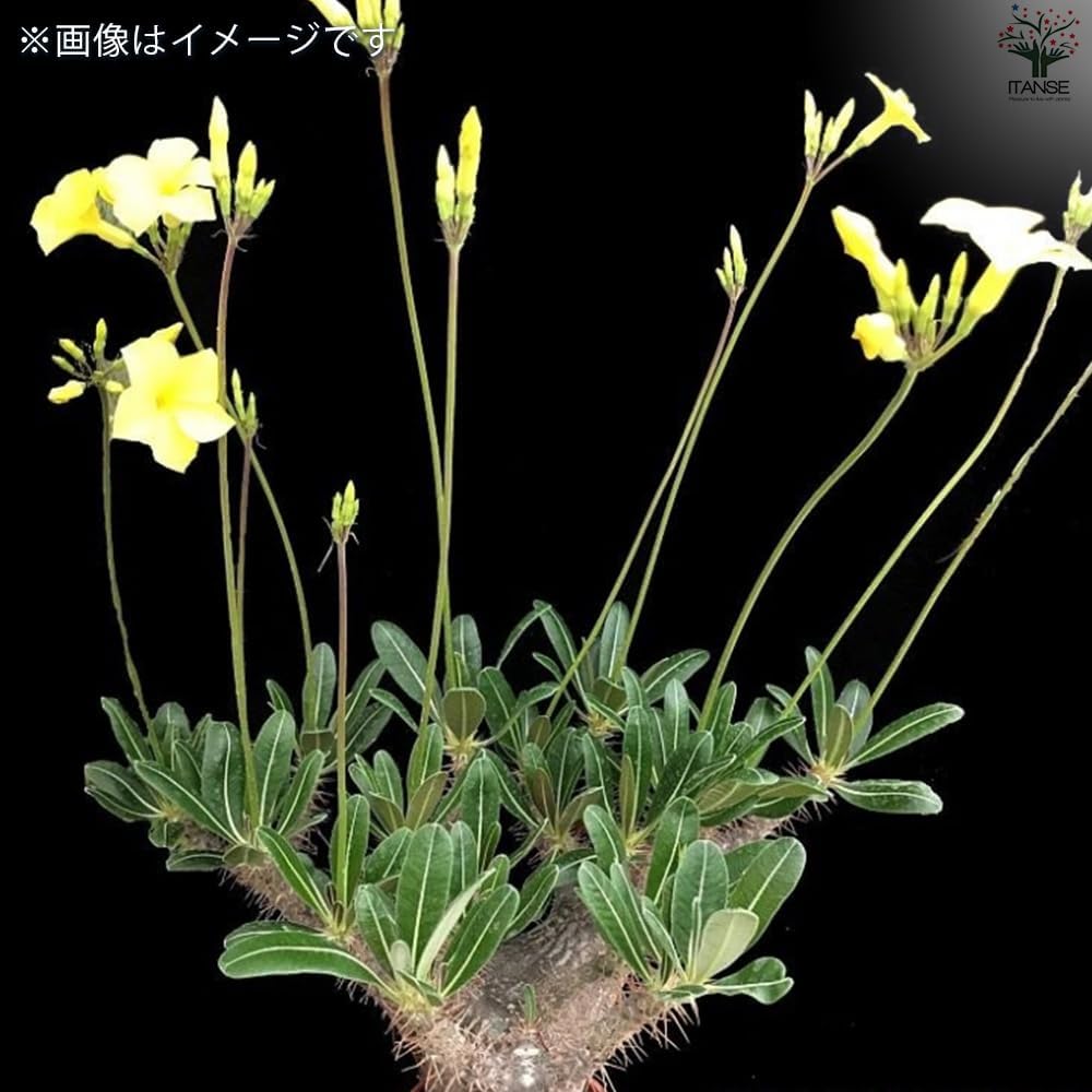 モンステラ44 斑入 黄斑 イエローマリリン デリシオーサ 葉付き発根