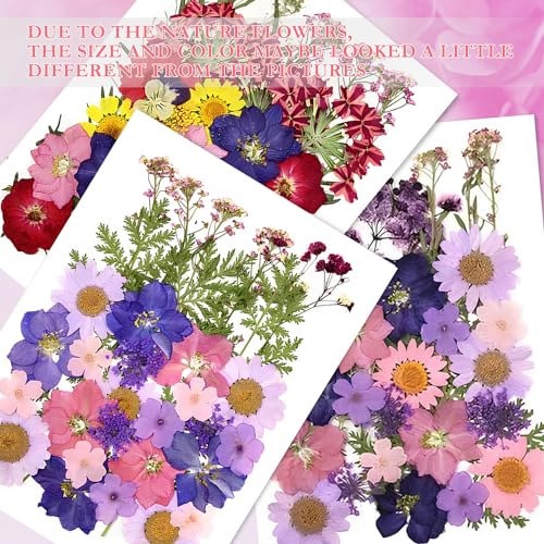 125 Stück Getrocknete Blumen, Natürliche Gepresste Blumen, DIY Getrocknete Blüten, Gemischte Getrocknete Blätter Gänseblümchen für DIY Kerzen Harz Schmuck Nagel Anhänger Kunst Blumen Dekoration