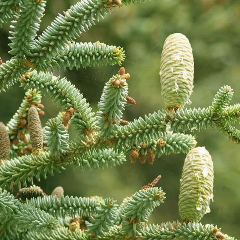 Amazon.com: Abies pinsapo (西班牙冷杉) 樹種子,優雅奢華外觀,MySeeds