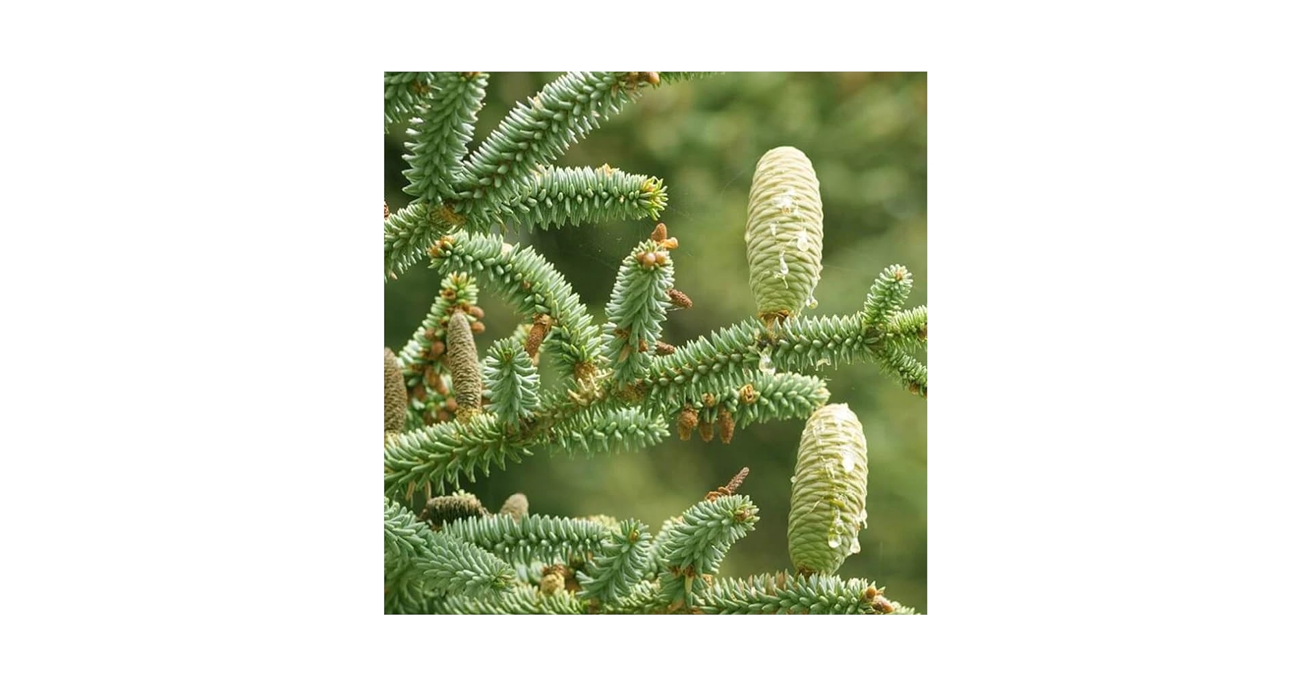 VOLVO cedrus  libani abies pinsapo 苗 VOLVO cedrus libani abies pinsapo 苗 Amazon.com : Cedrus