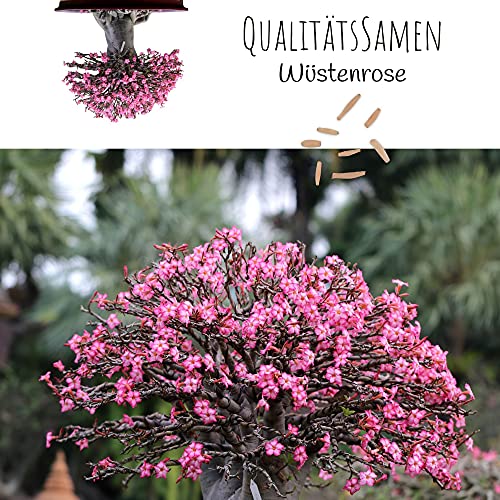 Wüstenrose Winterhart | 3 Rhizome Für Garten & Balkon