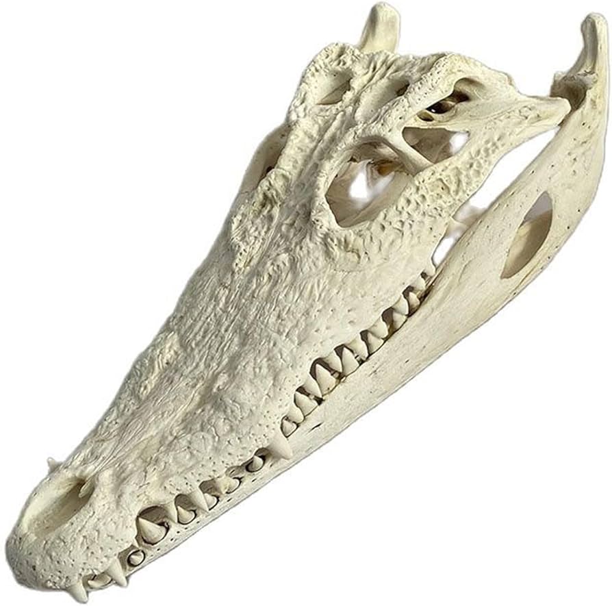 Amazon.co.jp: ワニの頭蓋骨標本骨格動物の頭蓋骨完全モデル : 産業