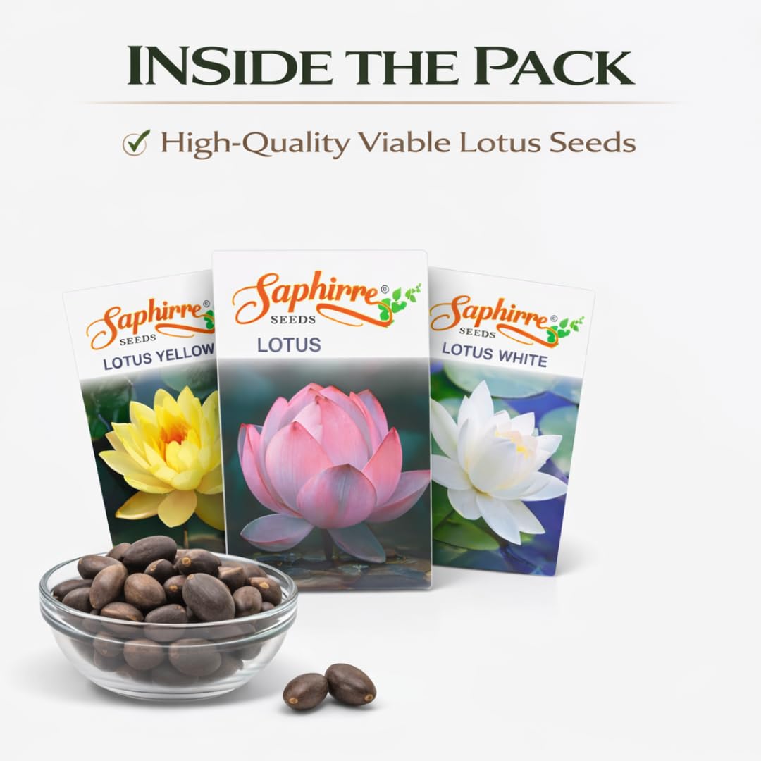 Saphirre Seeds Lotus Seeds Combo Pack | 3 Varieties | 24 Seeds | Yellow, White & Pink Lotus | High Germination | Easy to Grow for Home Gardening & Water Gardens 3