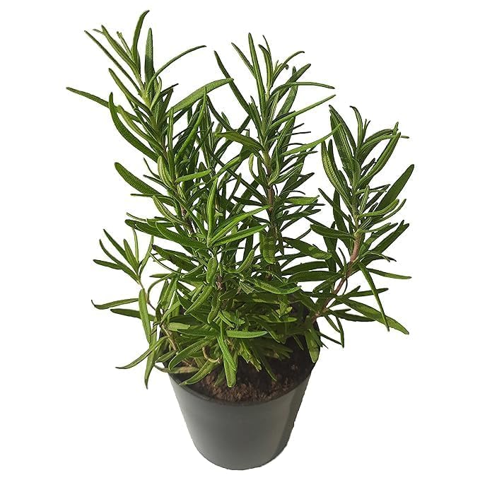 Image of Live Rosemary Plant Herbs and Medicine Plant for Home and Garden Organic Plant for Foods & Hair Herb Plant with 3 Inch Pot (ROSEMARY PLANT)