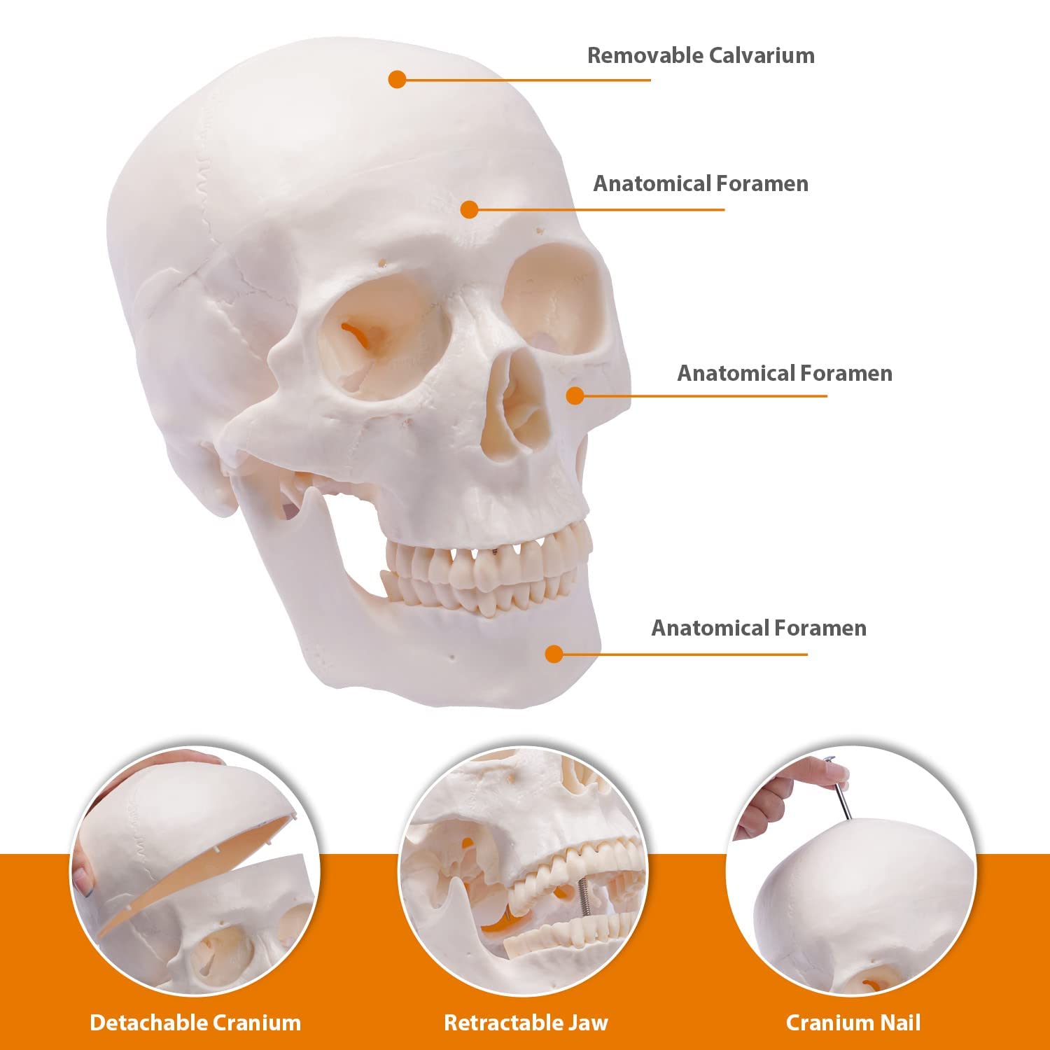 70,8 Zoll großes menschliches Skelettmodell mit Rollständer, 170 cm flexible anatomische Skelettnachbildung, 1 Stück