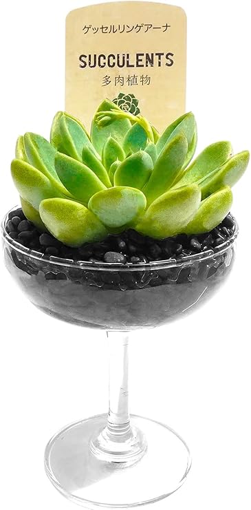 Amazon 多肉植物 黒砂利 土をつかっておらず衛生的 カクテルグラス 母の日 贈り物 プレゼント用 オシャレ 観葉植物 本物 ミニ 観葉植物 オンライン通販 Amazon 多肉植物 黒砂利 土をつかっておらず衛生的 カクテルグラス 母の日 贈り物 プレゼント用 オシャレ 観葉植物 本物 ミニ 観葉植物 オンライン通販