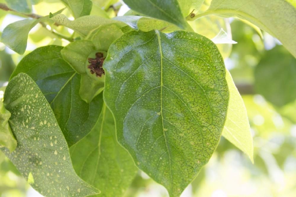 Amazon.co.jp: 【紀州産柿の葉エキス100mL:301】和歌山県産・無農薬