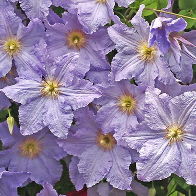 blackberry plant care Ponca Thornless Blackberry main image 1