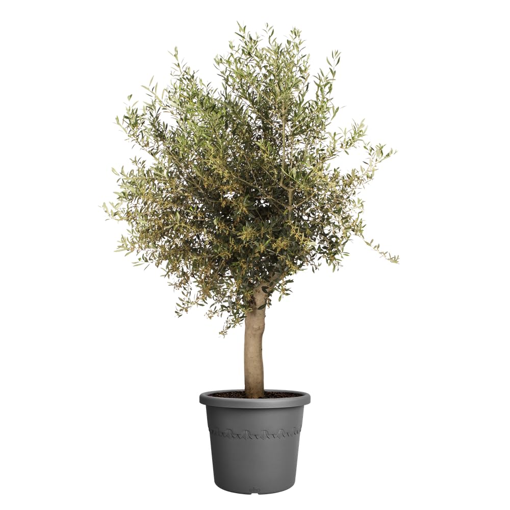 Elho Algarve Cilindro 58cm Vasi per Piante - Anthracite | ∅ 58 x A 48 cm | Adatto per uso esterno | Plastica riciclata al 100%