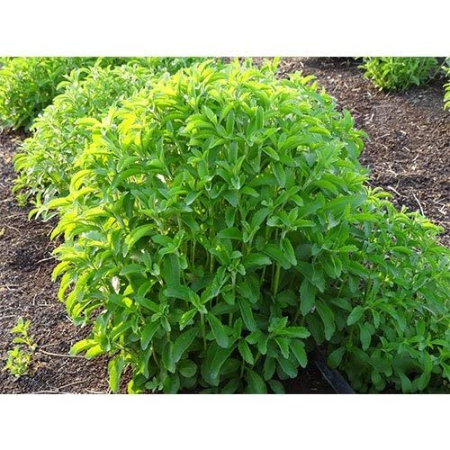 See full amazon price history chart for PLANTOGALLERY Herb Seeds | Stevia Sweet Leaves Best For Sugar Medicinal Plant Seeds For Planting in Home Garden (150 Seeds Pack) PLANTOGALLERY Herb Seeds | Stevia Sweet Leaves Best For Sugar Medicinal Plant Seeds For Planting in Home Garden (150 Seeds Pack) (B09BG13BH1) Amazon Price History, Amazon Price Tracker