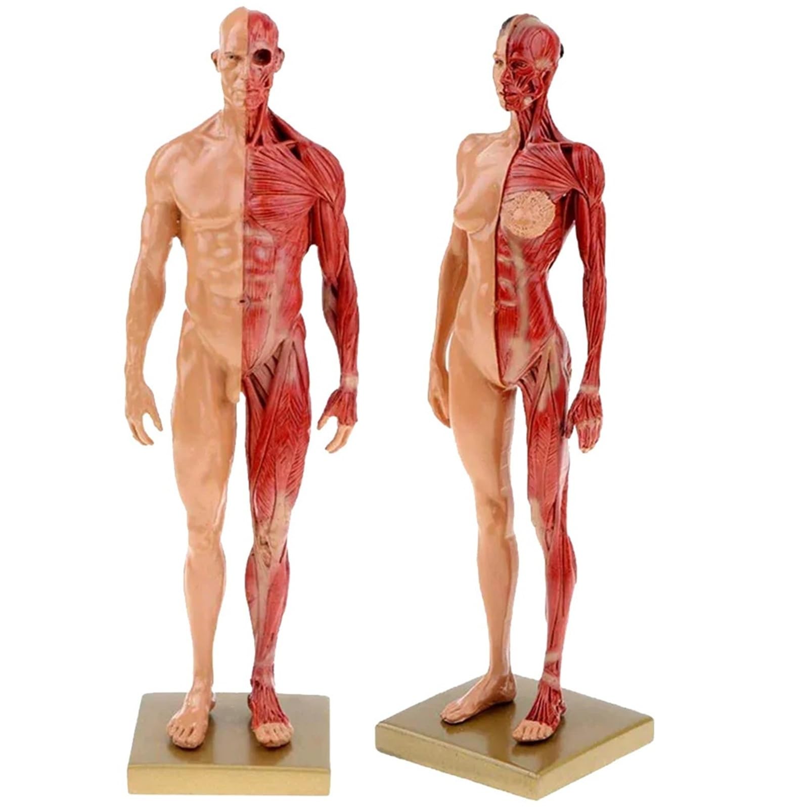 Modelo de esqueleto muscular de anatomía humana de 30 cm, media piel, medio músculo, resina, ayuda de enseñanza médica (mujeres)