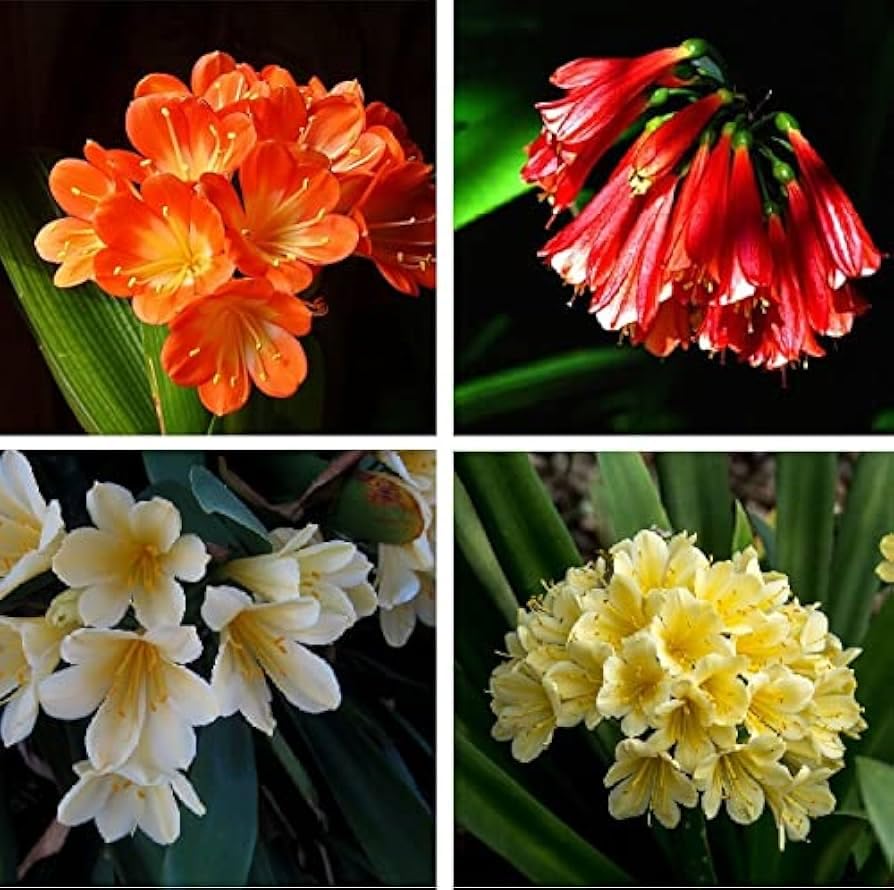 Generic New Fresh 5pcs Lily Clivia Flower Seeds