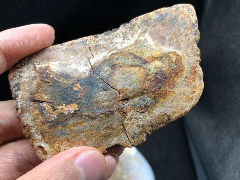 Jurassic Ancient Giant Beast Armor Fossils from the Ice Age