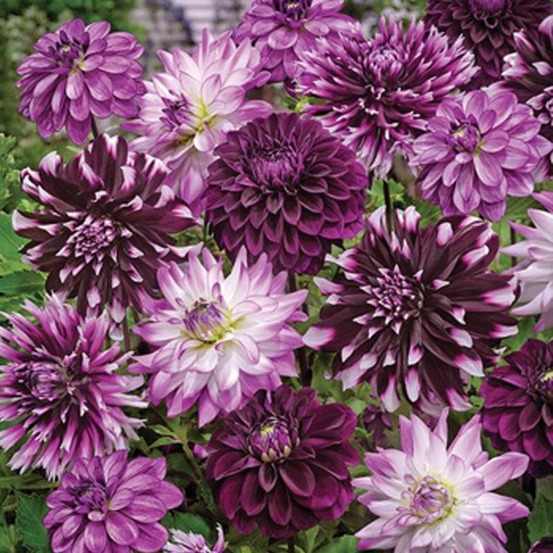 Midnight Party Dahlia Blend