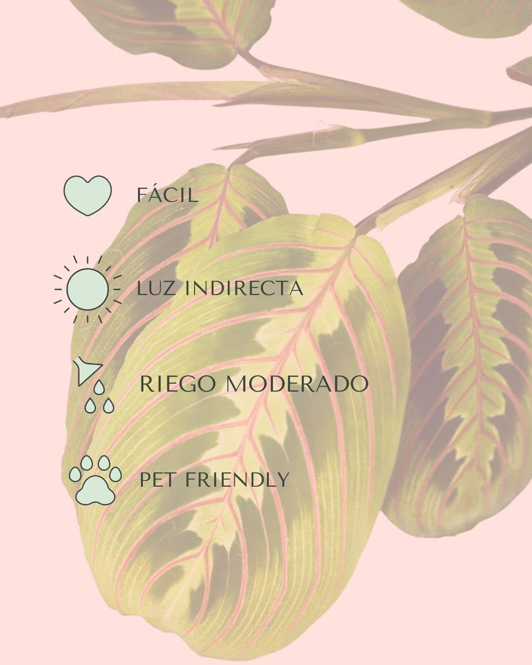 PUR PLANT Maranta Leuconeura Tricolor | Planta Natural De Interior Pet Friendly y Purificadora | Hojas Verdes Con Nervaduras Rosas y Reverso Rosado | Tropical, Elegante y Viva | Maceta De Ø8,5 cm — view 4