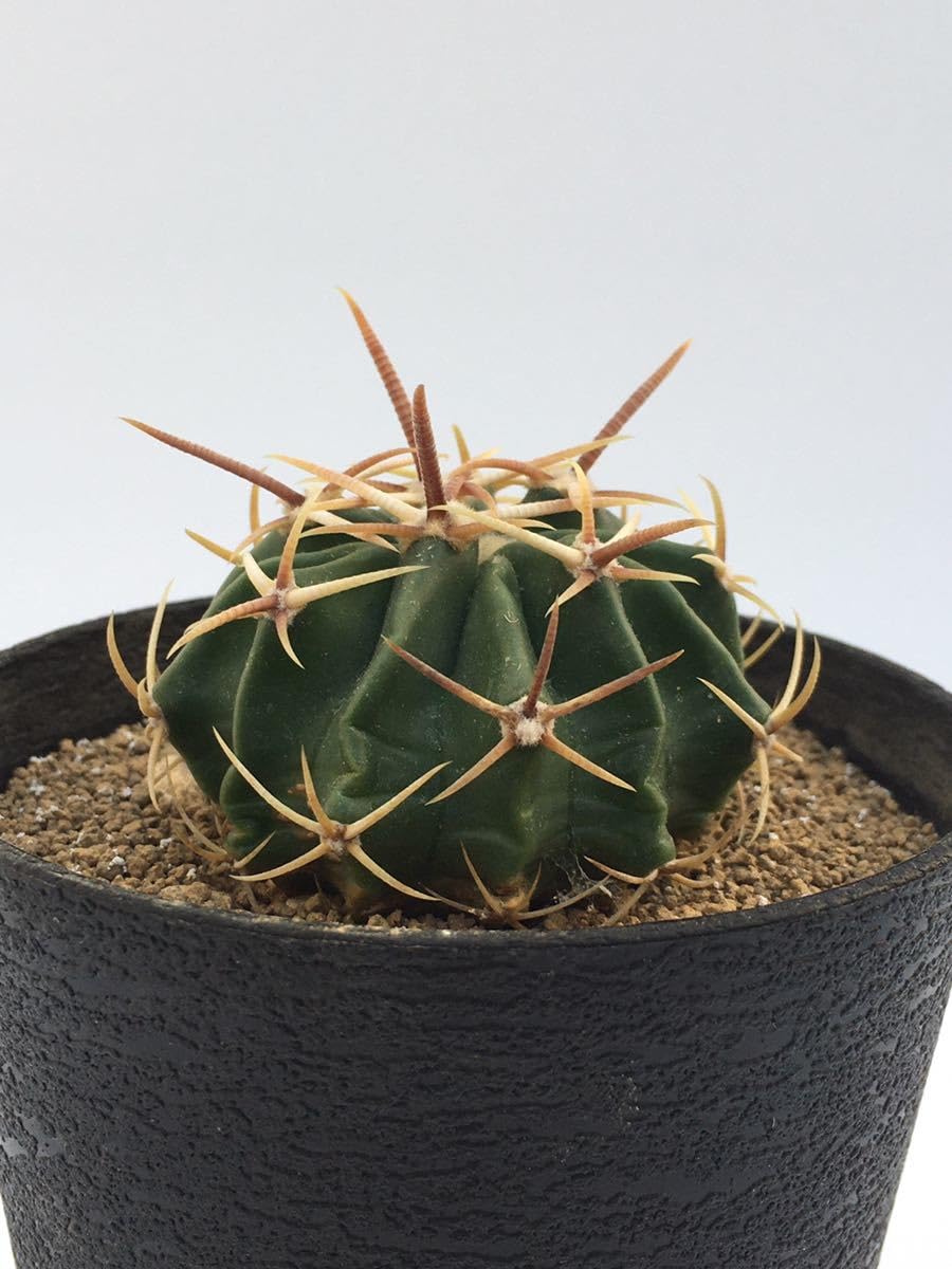 Amazon.co.jp: エキノカクタス 綾波（Echinocactus texensis