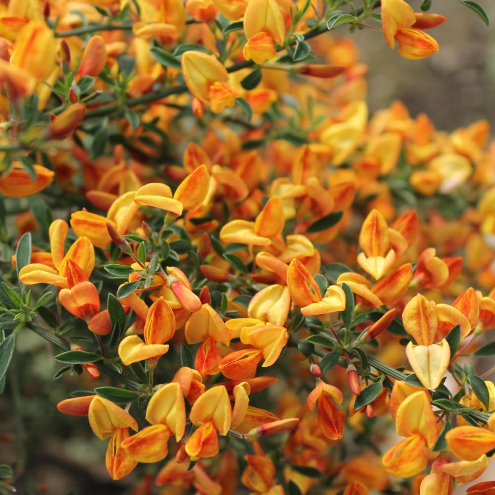 Cytisus 'Apricot Gem' 9cm Plant x 2. Fragrant Orange Flowers. Perennial Shrub. Compact Broom. Available from Bedwen Plants.