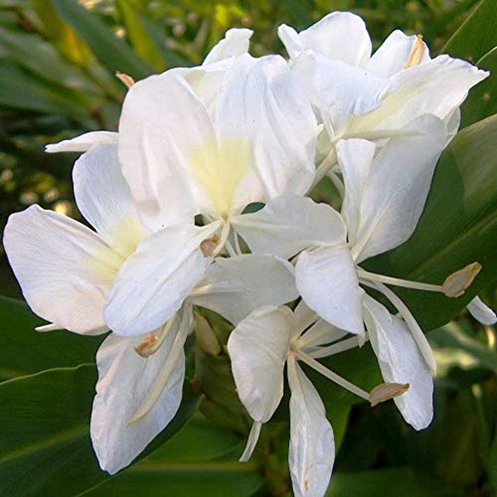 LIVE GREEN HEDYCHIUM Flower Bulbs GERMINATION (White)- Pack of 5 (PL-0SEED48) (B07MYLY3QD) Amazon Price History, Amazon Price Tracker