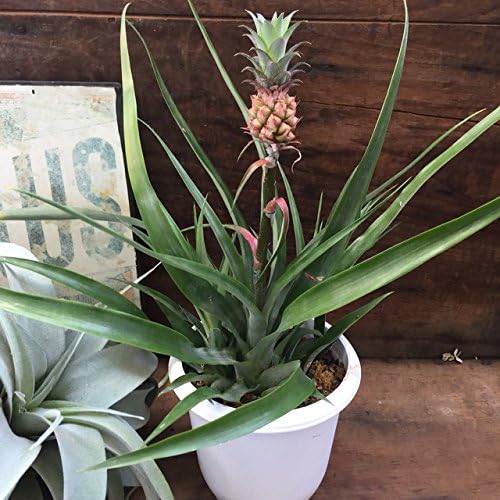 花パイン 観葉植物 パイナップル 収獲