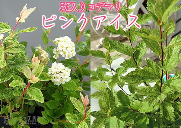 Amazon.co.jp: 斑入りコデマリ『ピンクアイス』9cmポット苗 : DIY