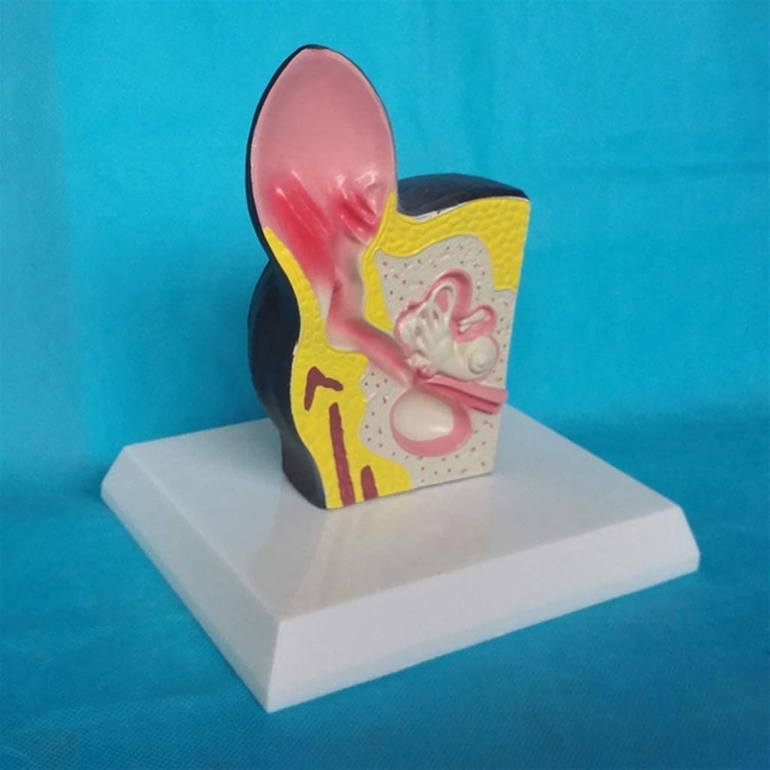 Model anatomiczny człowieka manekin model edukacyjny pies ucho anatomia model - modele organów zwierzęcych - materiał PVC model anatomiczny psa