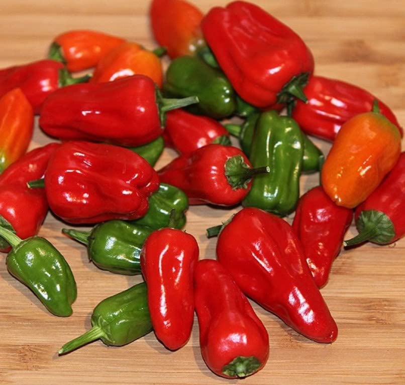 Chinense Hinkelhatz Pepper (Capsicum annuum) Pennsylvania Dutch Heirloom(100)
