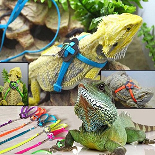 25 Best Bearded Dragon Leash and Harness in 2020 (Reviews & FAQs)