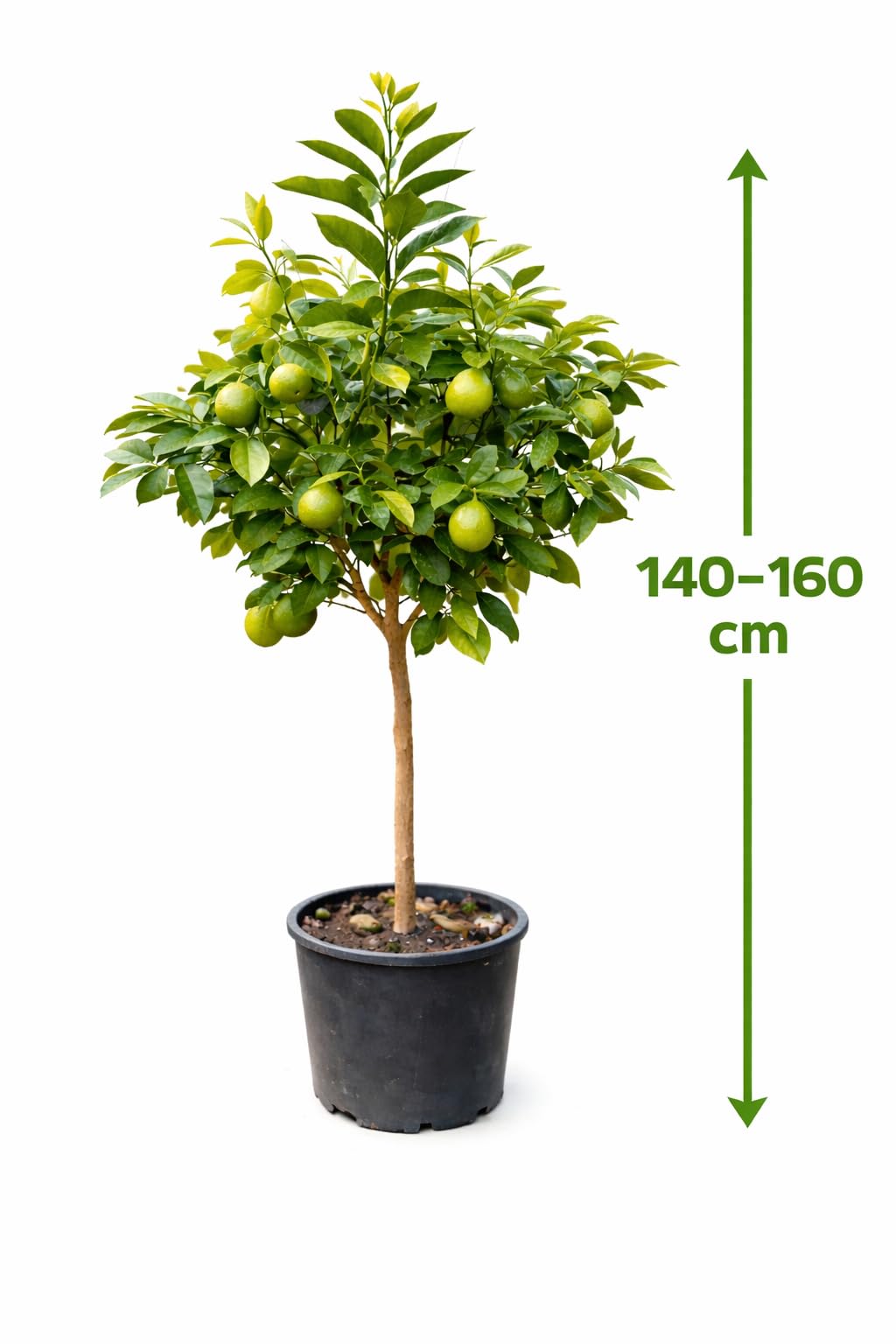 Bergamotte Pflanze 140–160 cm – Citrus bergamia – Bergamottenbaum mit dickem Stamm – Duftzitrus für Terrasse, Balkon & Wintergarten – mediterrane Zitruspflanze