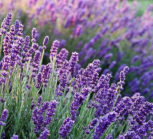 best lavender seeds