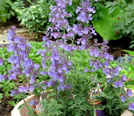 Walker's Low Catmint 3.5" pots-Temp Sensitive. Do not Order in Extreme hot or Cold (5)