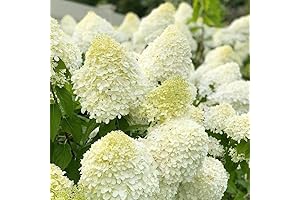 "Pinky Winky" Hydrangea Tree: Enchanting Bloom for Outdoor Landscapes