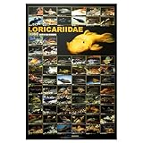 Azoo Aquarium Decor Pleco Poster