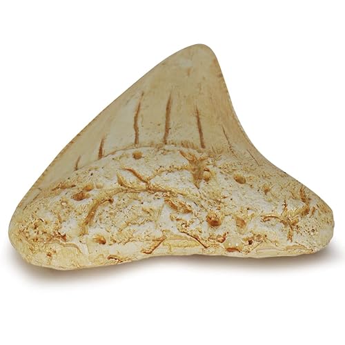 Miniatura 4 de Dientes fosilizados y garras de varios dinosaurios prehistóricos, dientes de tiburón megalodón y réplicas de alta fidelidad (diente de tiburón