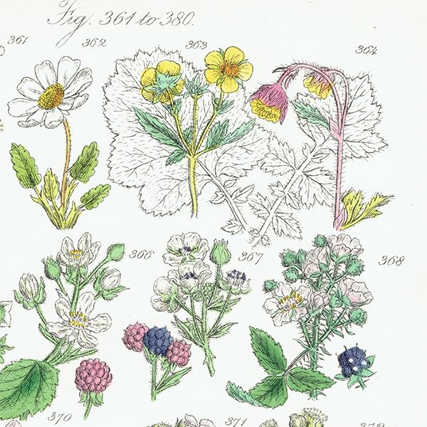 ★イギリス　ボタニカルアート　⑤ Amazon.co.jp: イギリス アンティーク ボタニカルアート植物画