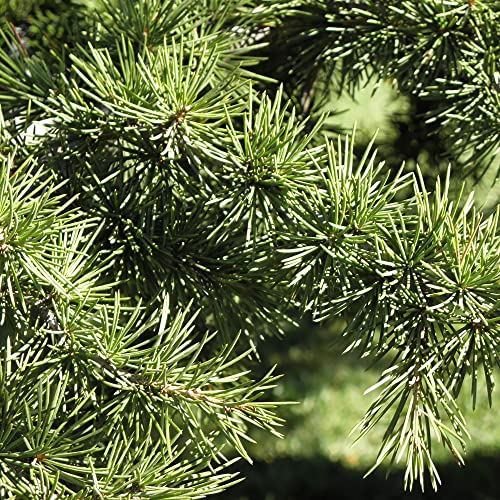 Cedrus Libani Seeds Cedar Of Lebanon Fragrant Low Maintenance Drought Tolerant Easy To Grow Outdoor Pathway 5Pcs Tree Seeds By Yegaol Garden #TOP3