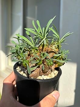 Amazon.co.jp: ユーフォルビア 峨眉山 群生 ガビザン 多肉植物