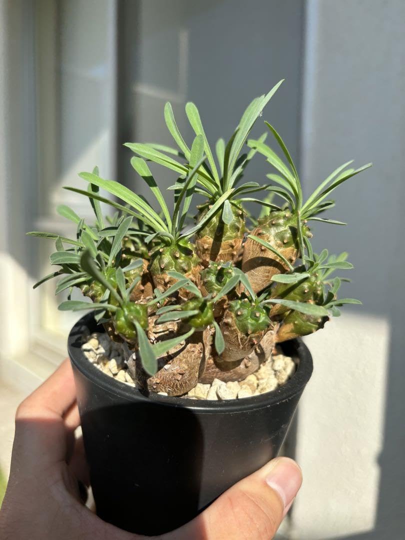 Amazon.co.jp: ユーフォルビア 峨眉山 群生 ガビザン 多肉植物
