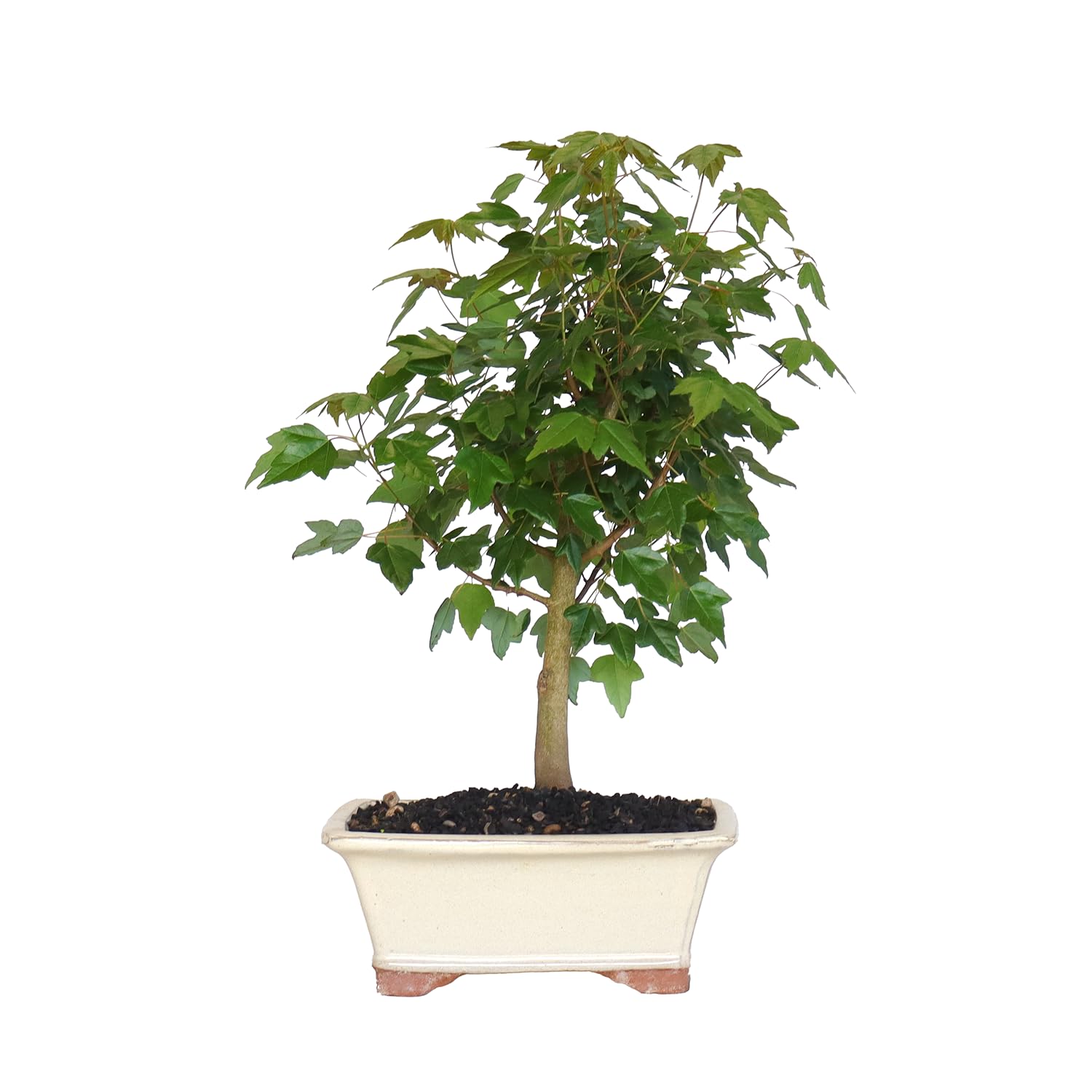 KENTIS - Bonsai Acero Tridente - Acer Buergerianum - Pianta Vera da Esterno Ornamentale - H 32/42 cm Vaso in Ceramica 21 cm
