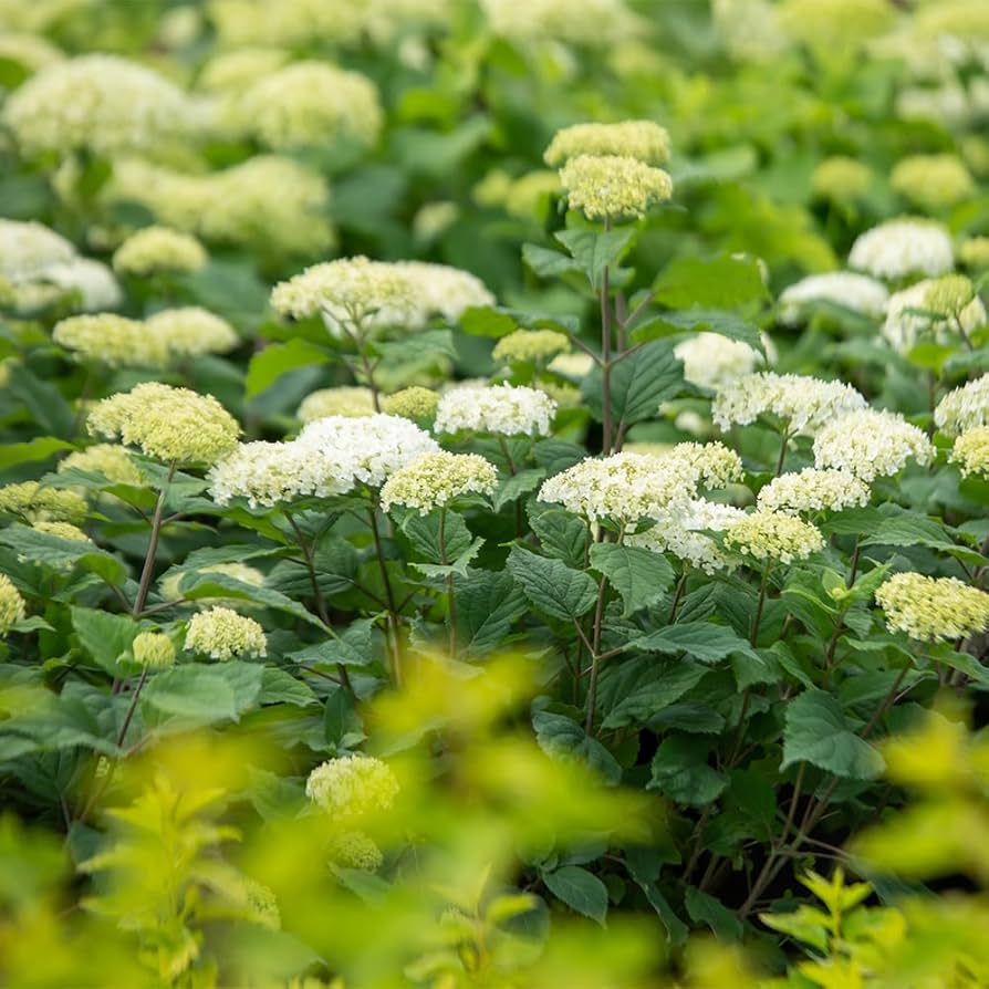 GARDEN ビューティフル Beautiful Gardens Illustrated: The New Beautiful: Inspiring Gardens