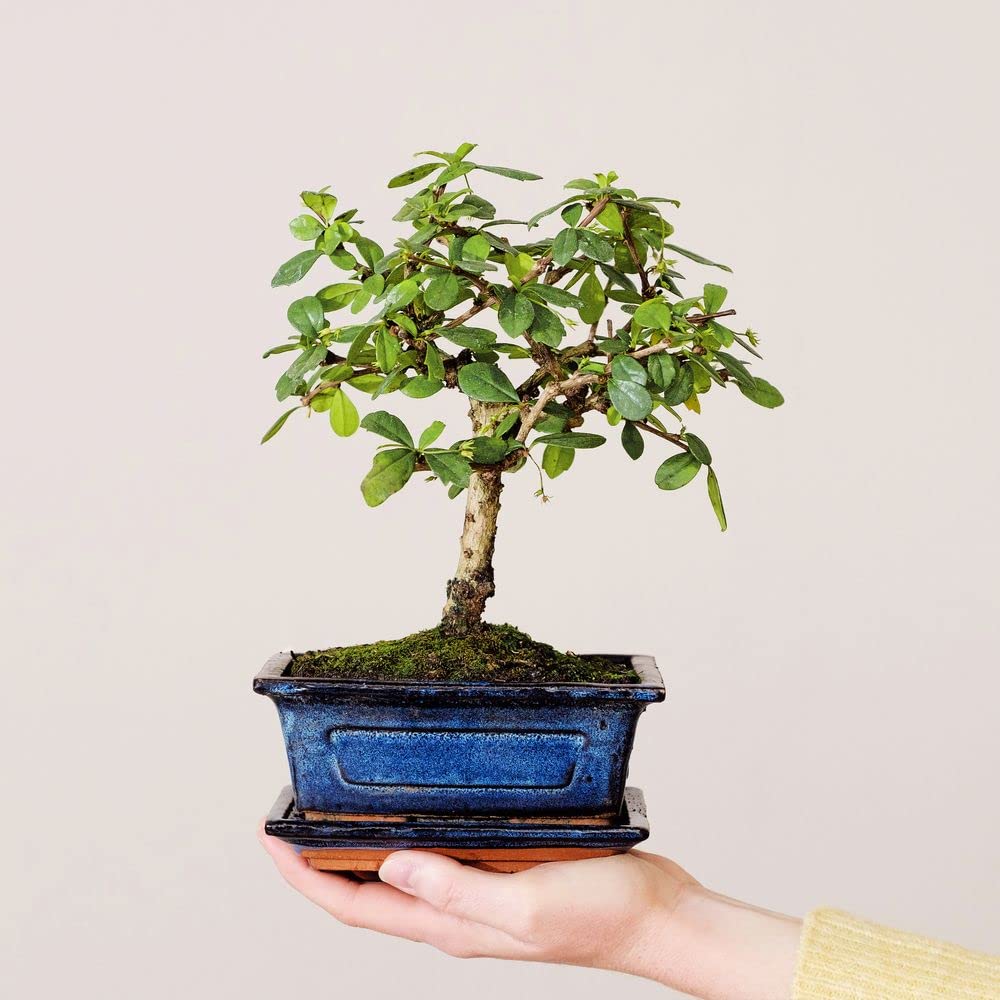 Bonsai Carmona Plante d'intérieur Fabrication Française Artisanale Cadeau