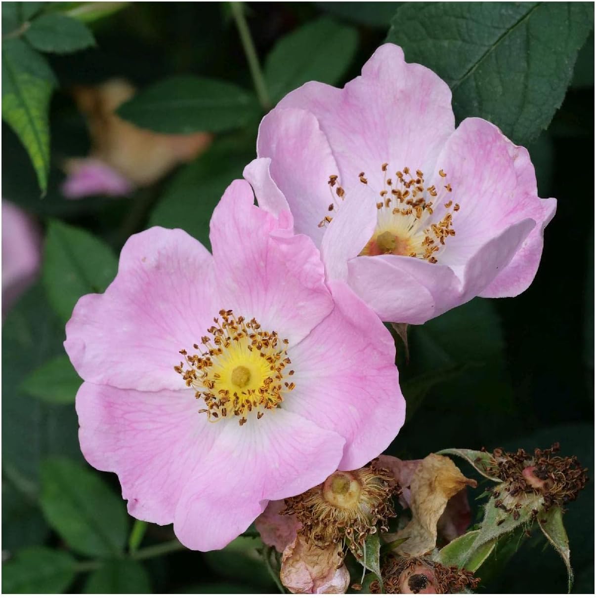 Everwilde Farms - 1/4 Lb Pasture Rose Native Wildflower Seeds - Gold Vault