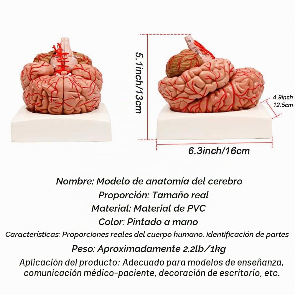 KCVC Maqueta del Cerebro 1:1 Modelo Anatomico Cerebro con 9 Piezas Desmontables y Base y 41 Identificación de Ubicación Maqueta de Anatomía Cerebro Humano