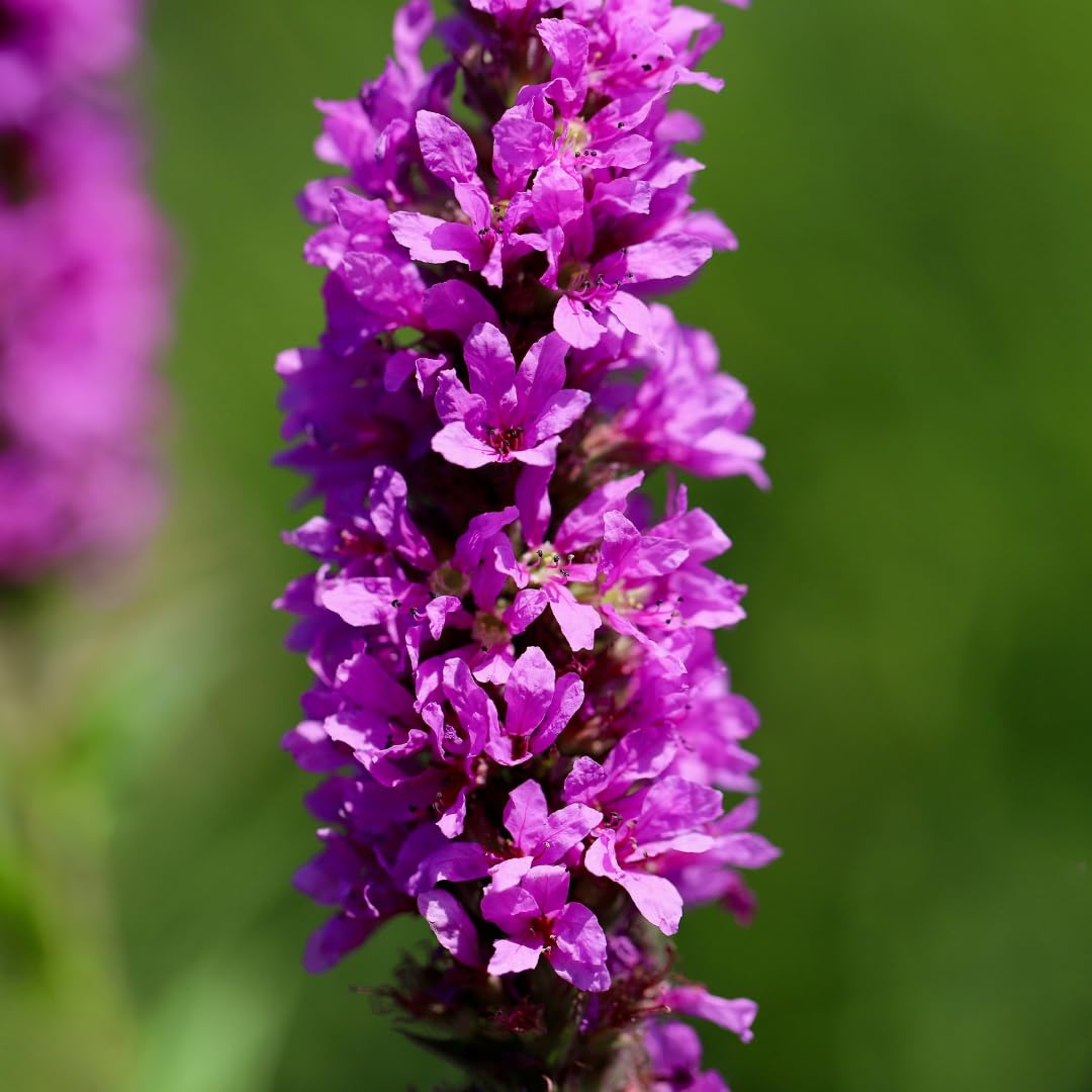 Piante Perenni con Lythrum Salicaria, per Bordure Umide, Rosa Viola, Set 6